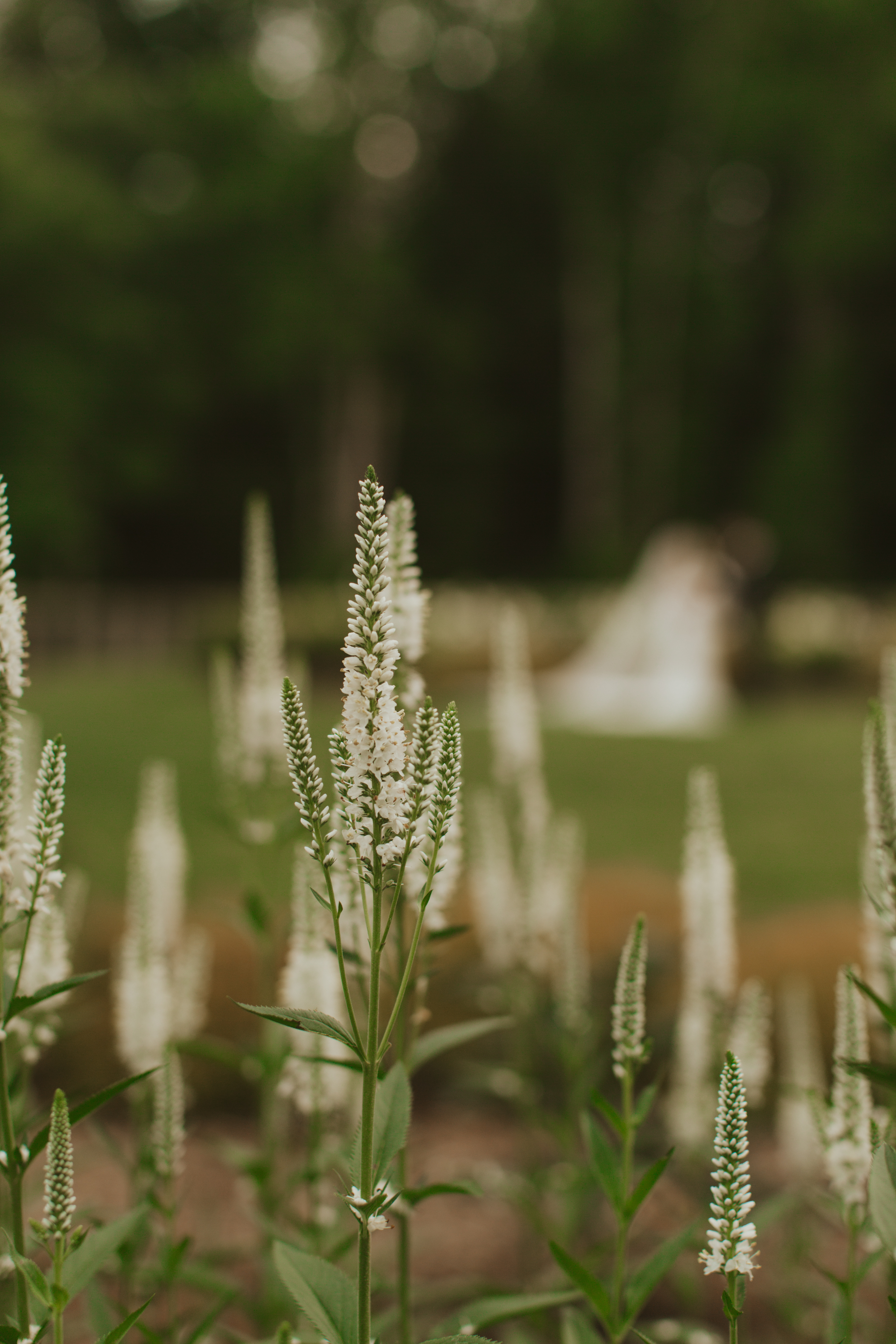 White wildflowers close-up