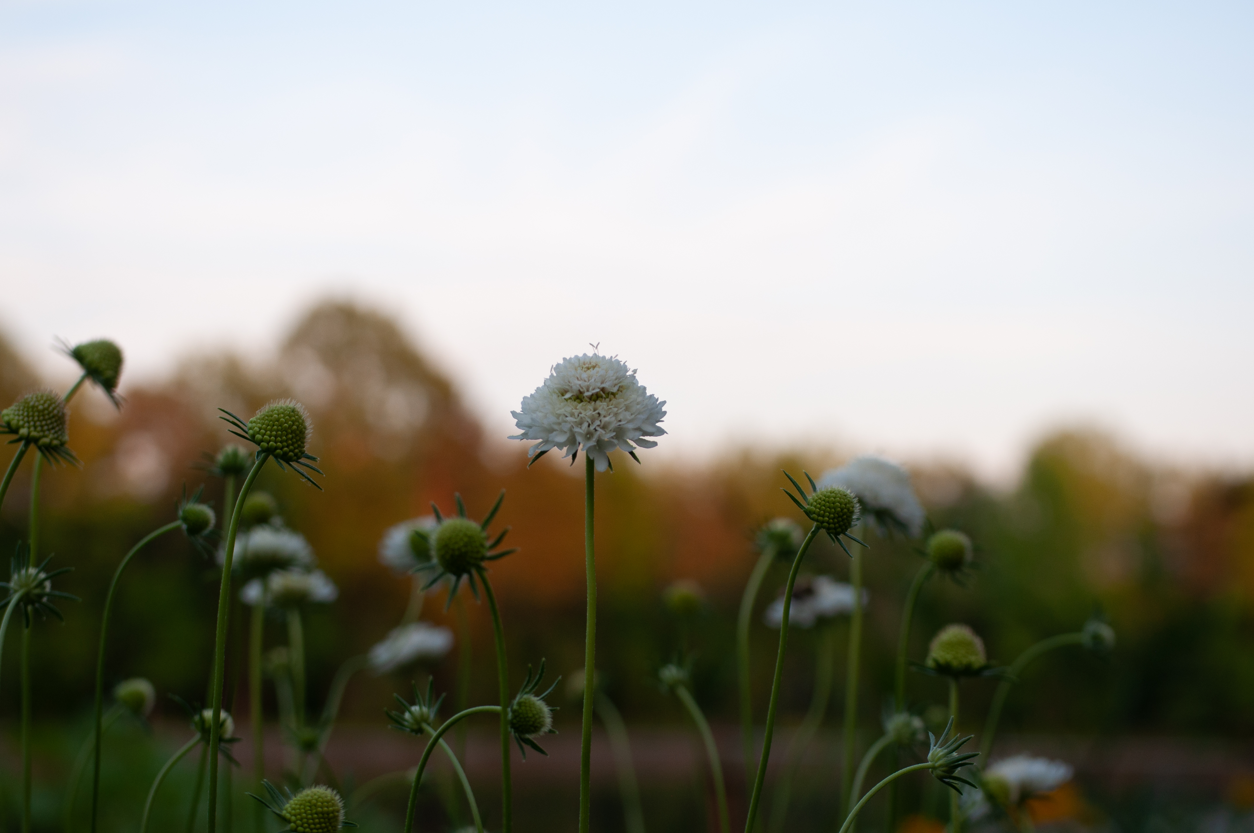 White scabiosa flowers, autumn backdrop